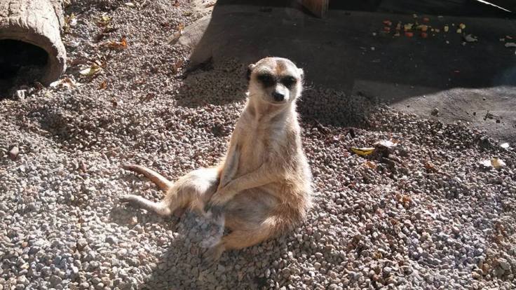 meerkat-002