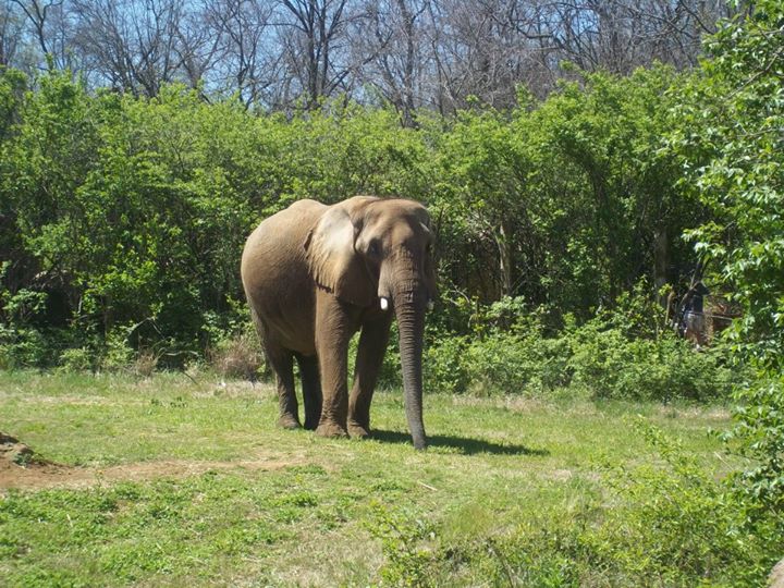 2013_Nashville Elephant