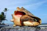 conch